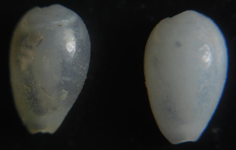 Gibberula turgidula ??
